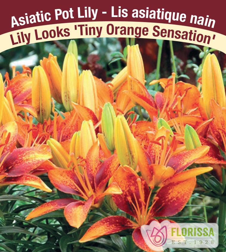 Lilium Asiatic Pot - Tiny Orange Sensation