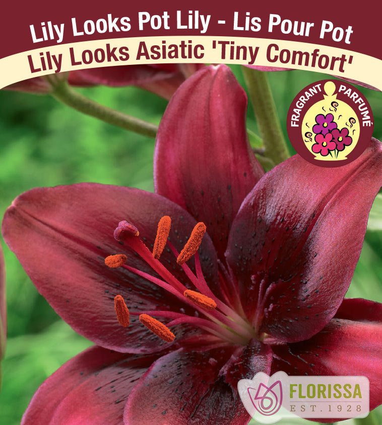 Lilium Asiatic Pot - Tiny Comfort