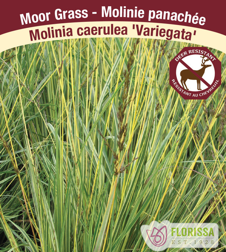 Molinia - caerulea Variegata