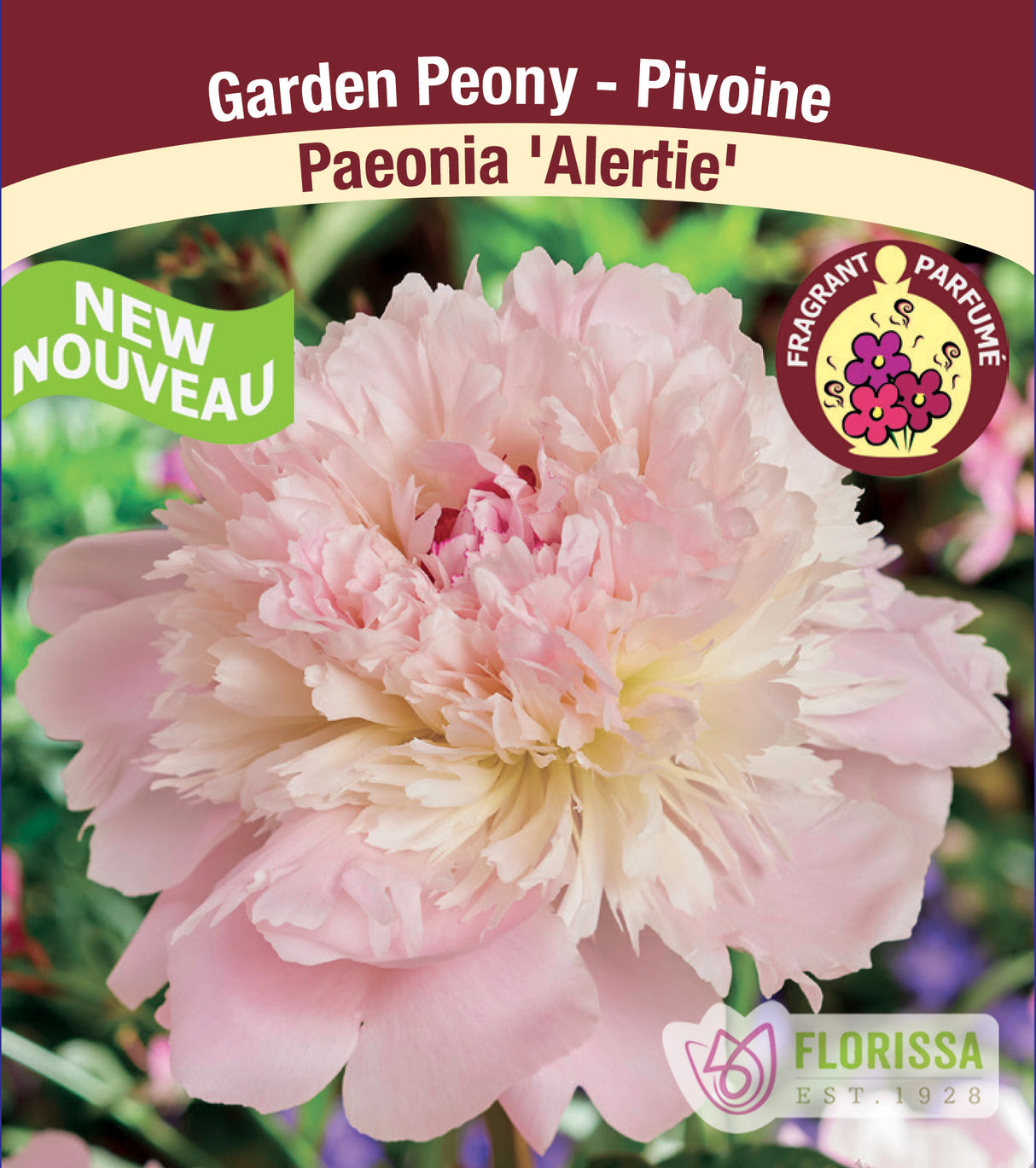 Paeonia Lactiflora - Alertie
