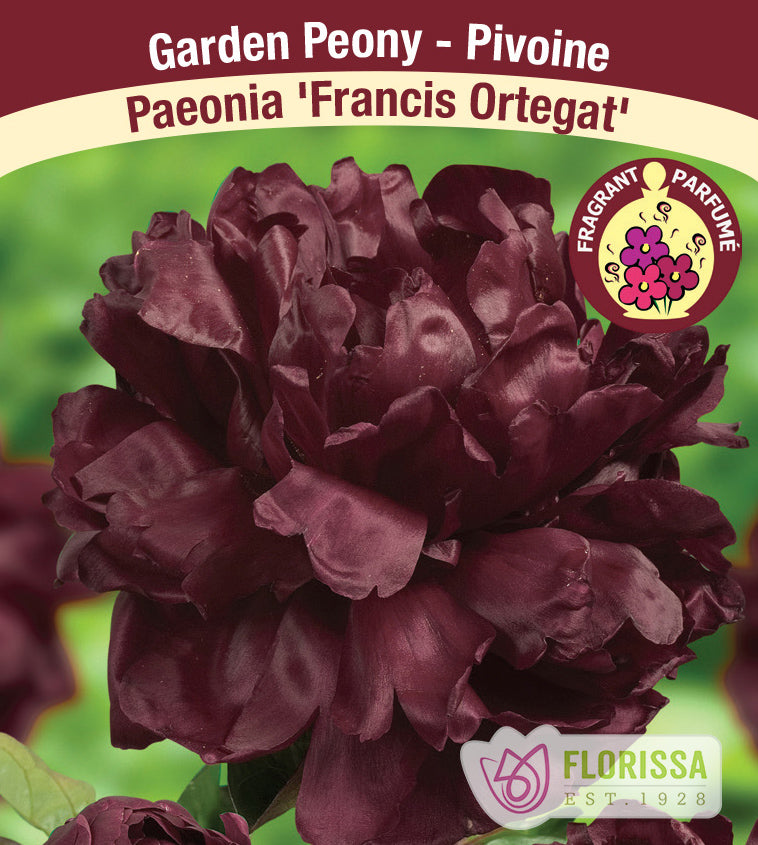 Paeonia Lactiflora - Francois Ortegat near black