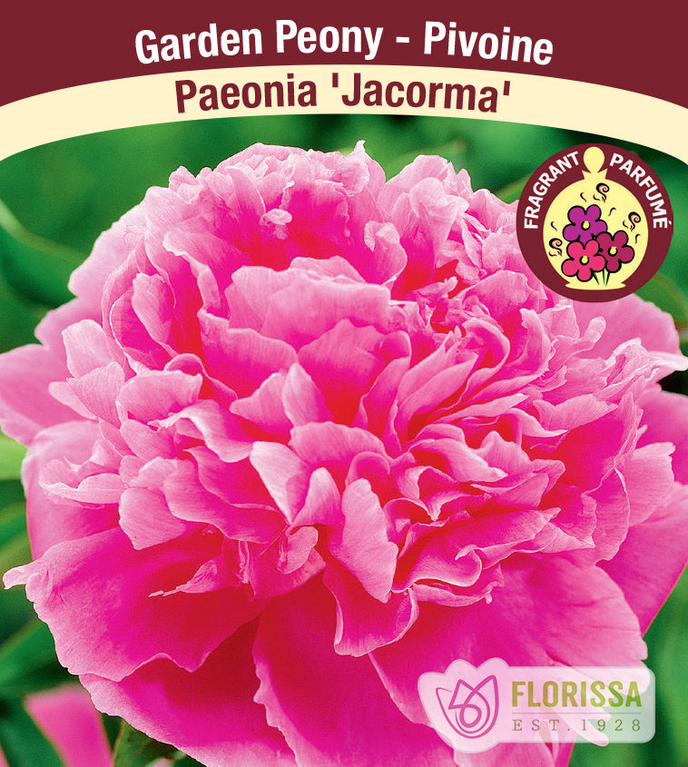Paeonia Lactiflora - Jacorma