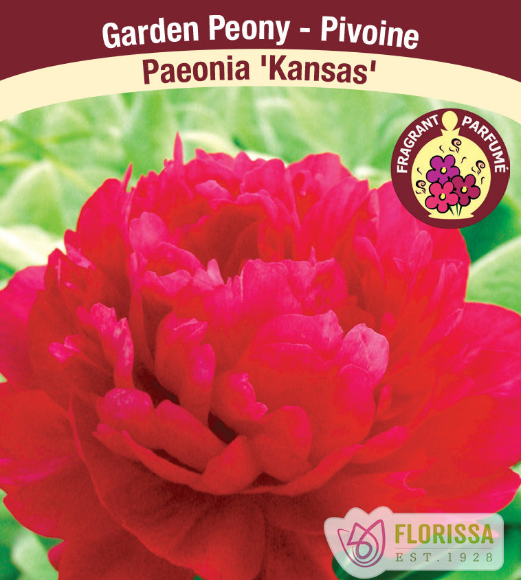Paeonia Lactiflora - Kansas