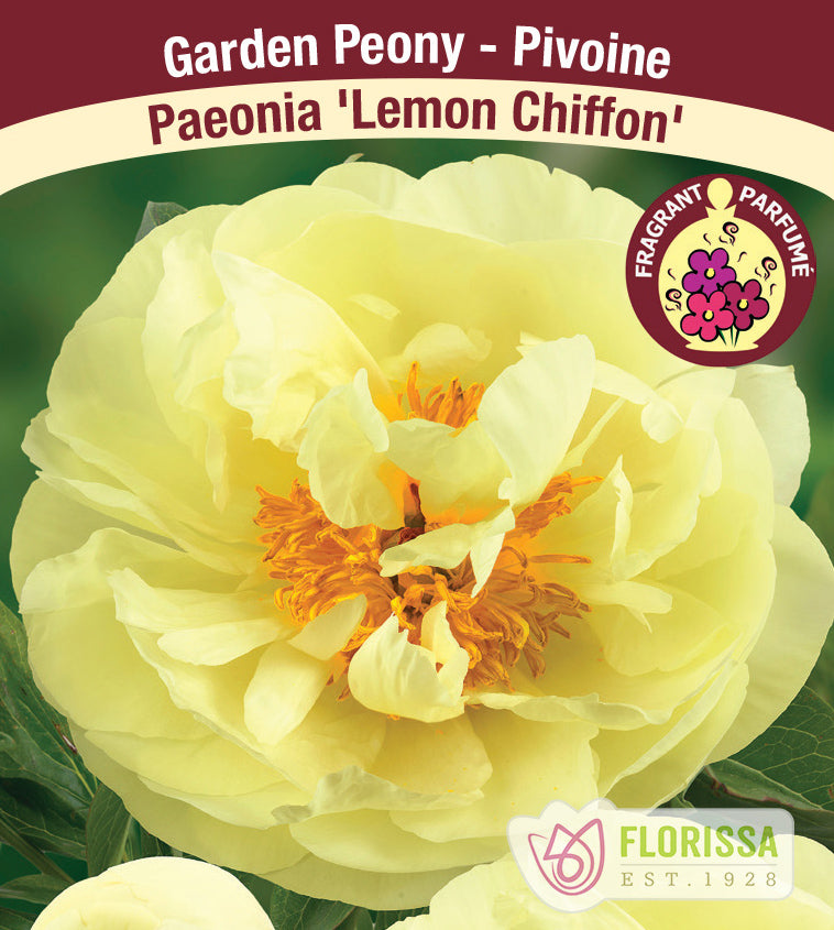 Paeonia Lactiflora - Lemon Chiffon
