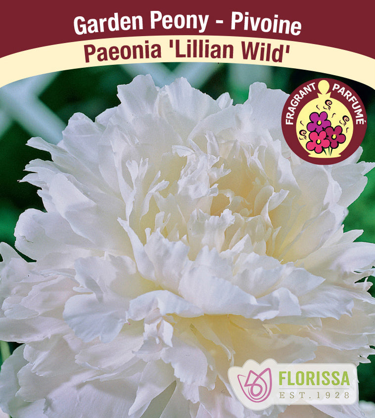 Paeonia Lactiflora - Lilian Wild