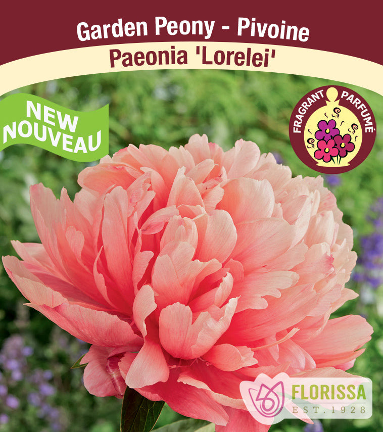 Paeonia Lactiflora - Lorelei
