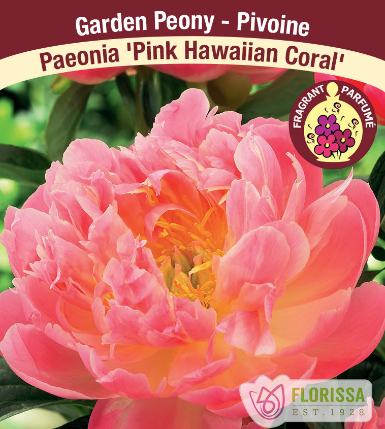 Paeonia Lactiflora - Pink Hawaiian Coral