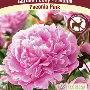 Paeonia