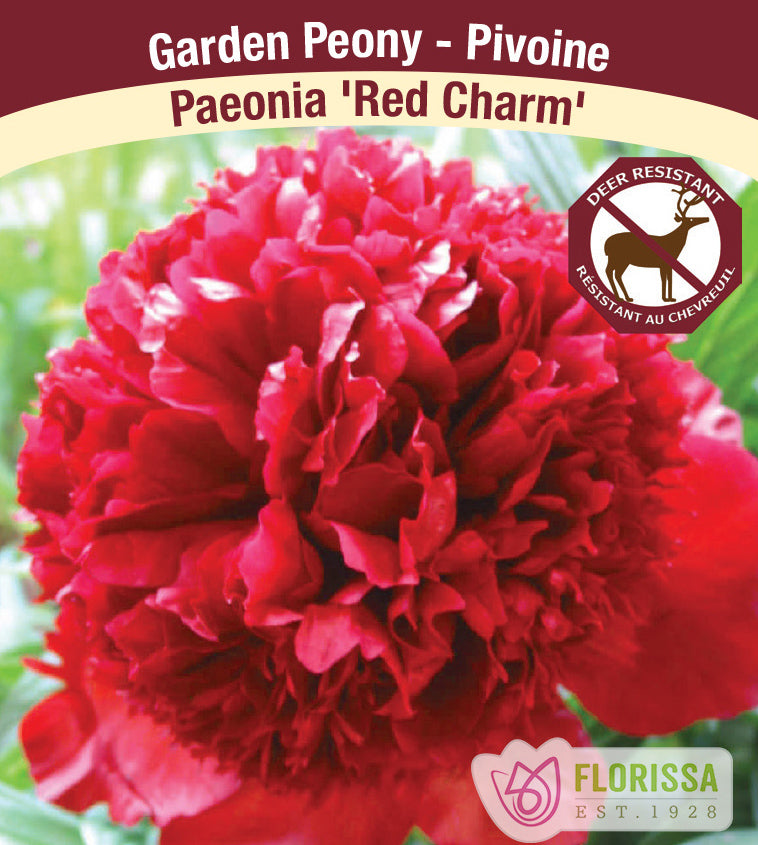 Paeonia Lactiflora - Red Charm