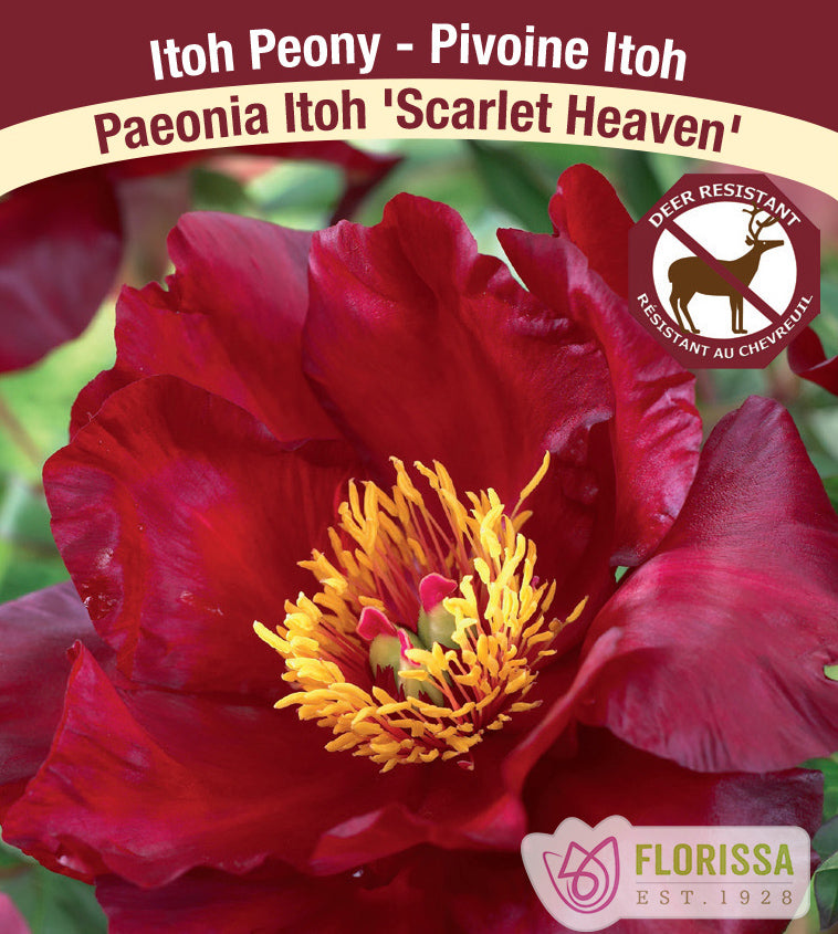 Paeonia Itoh - Scarlet Heaven