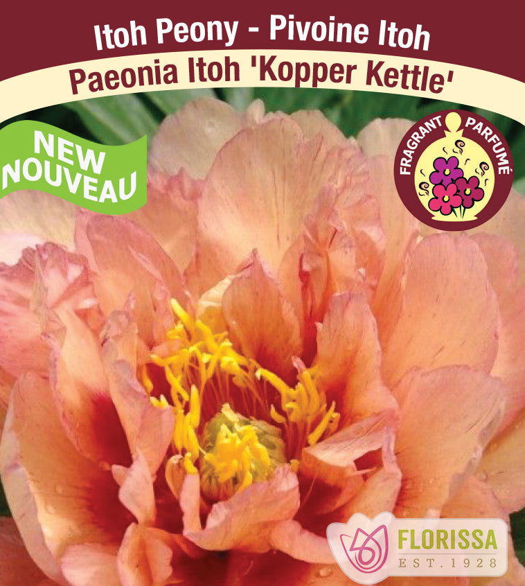 Paeonia Itoh - Kopper Kettle