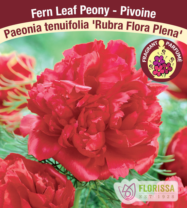 Paeonia Tenuifolia - Rubra Plena