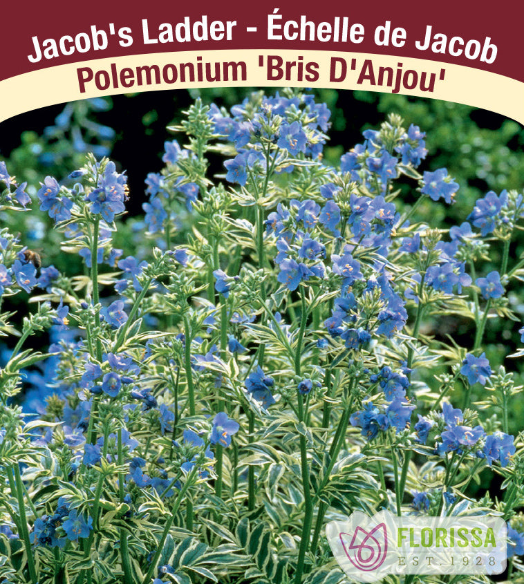 Polemonium - caeruleum Bris D'Anjou