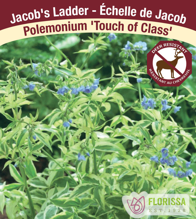 Polemonium - Touch of Class