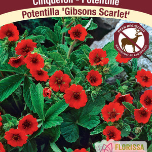 Potentilla