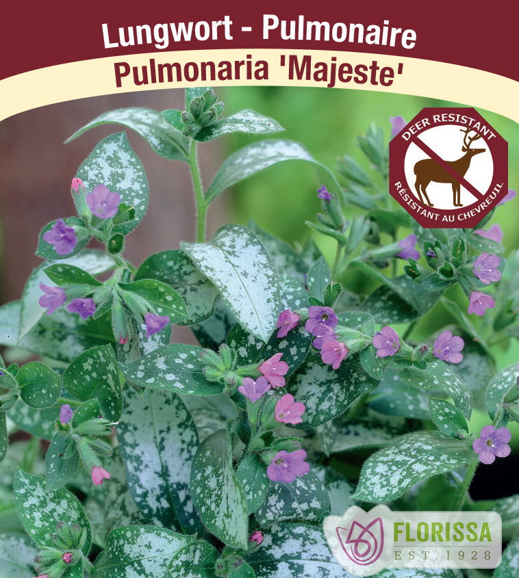 Pulmonaria - Majeste