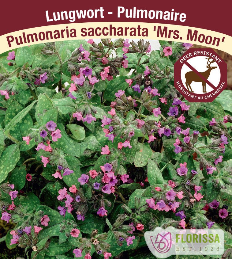 Pulmonaria - saccharata Mrs. Moon