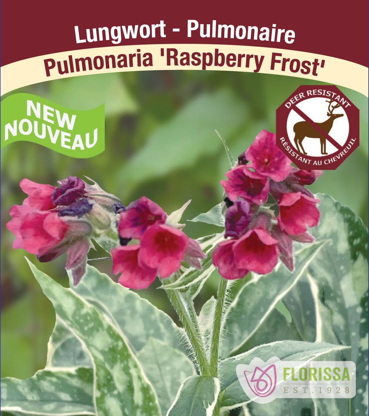 Pulmonaria - Raspberry Frost