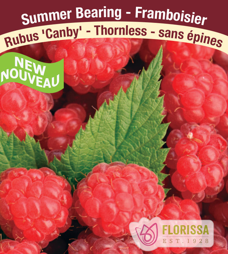 Raspberry Summer Bearing - Canby Bulk