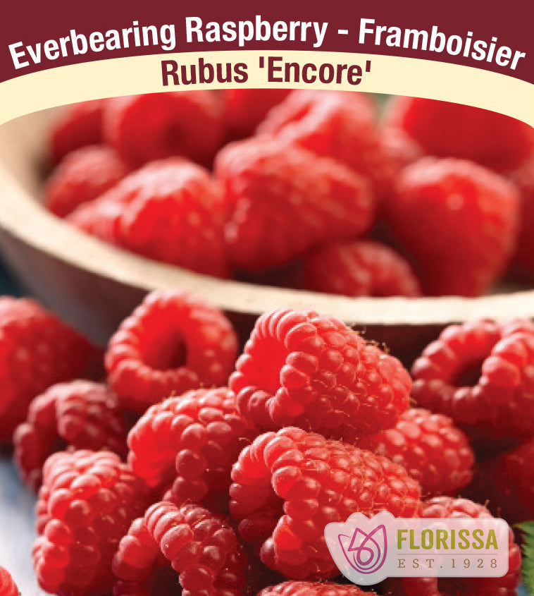 Raspberry Everbearing - Encore Bulk – Van Noort Bulb Co. Ltd.