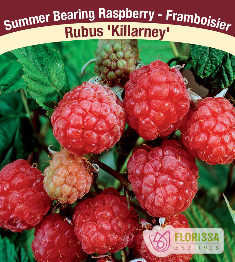 Raspberry Summer Bearing - Killarney Bulk