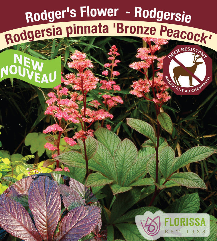 Rodgersia - pinnata Bronze Peacock