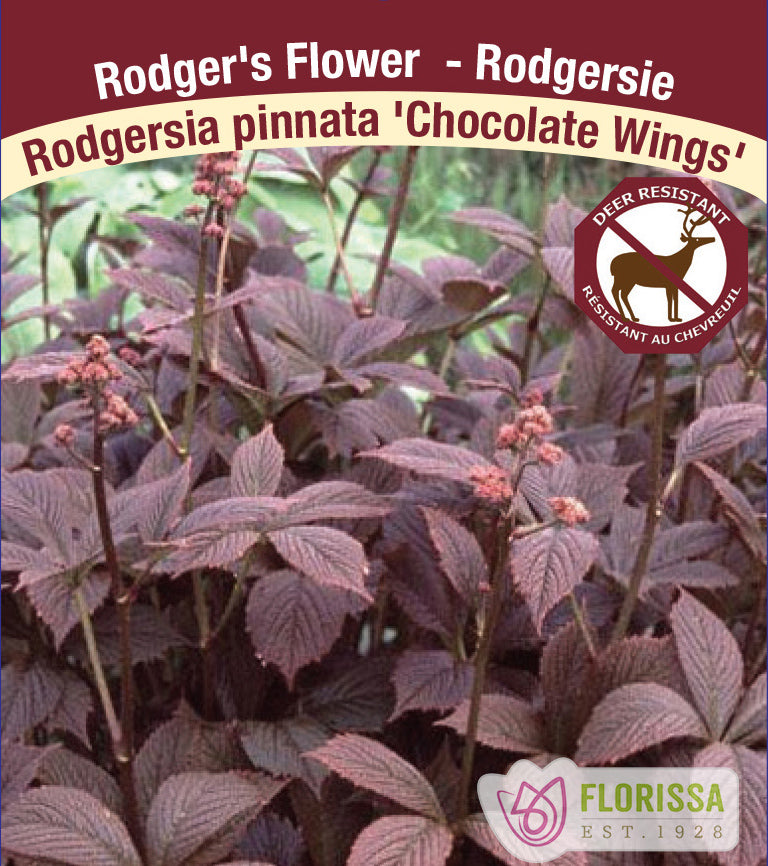 Rodgersia - pinnata Chocolate Wings