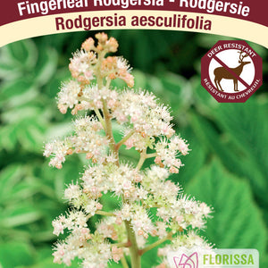 Rodgersia