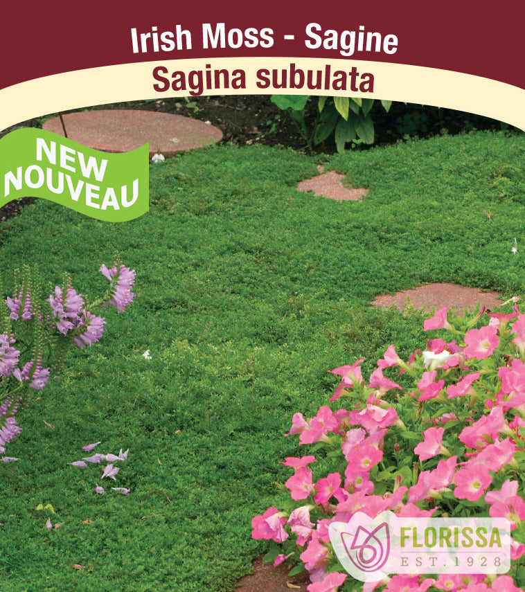 Sagina - subulata
