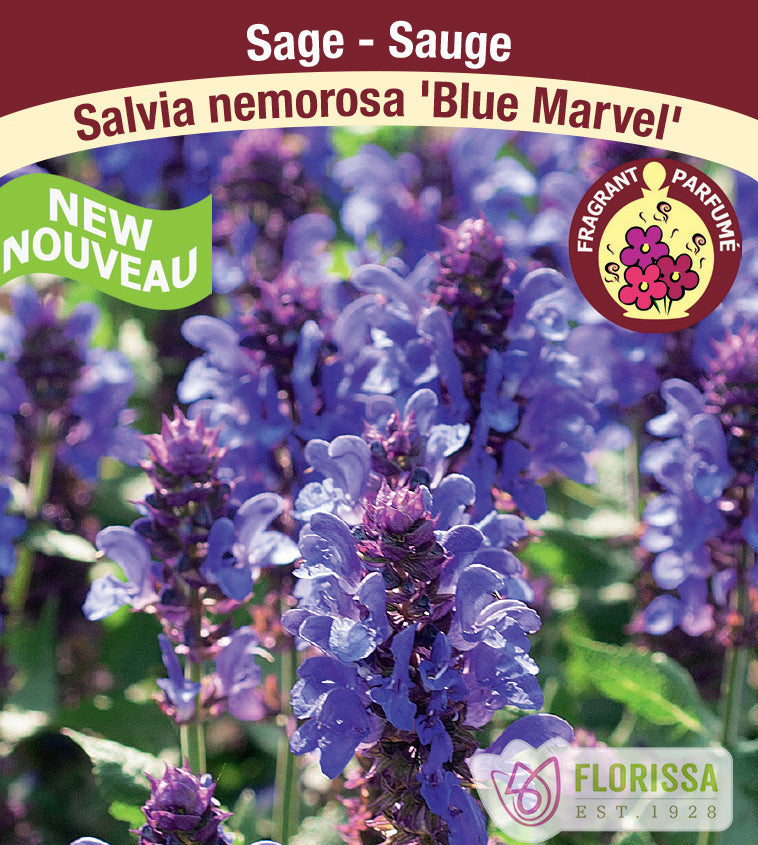 Salvia - nem. Blue Marvel