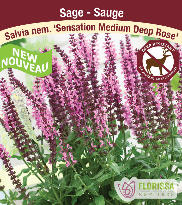 Salvia - nem. Sensation Medium Deep Rose