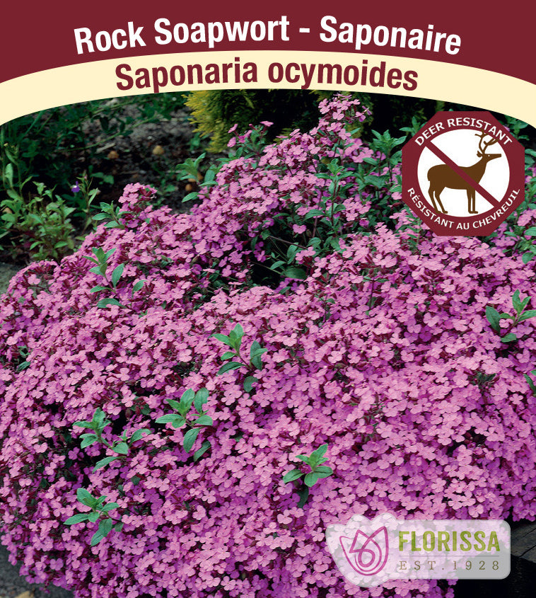 Saponaria - ocymoides
