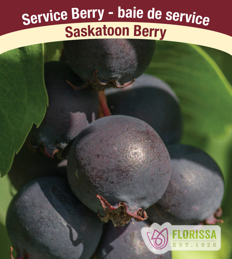 Saskatoon Berry - Assorted Unit