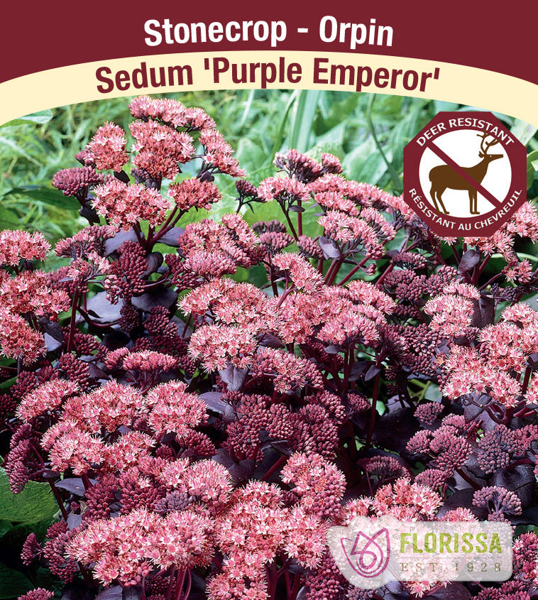 Sedum - Purple Emperor