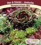 Sempervivum Mixed Tray Retail