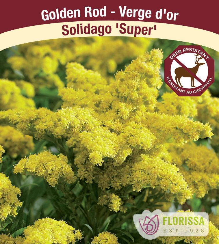 Solidago - Super