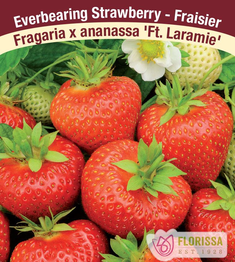 Strawberry Everbearing - Fort Laramie Bulk 250