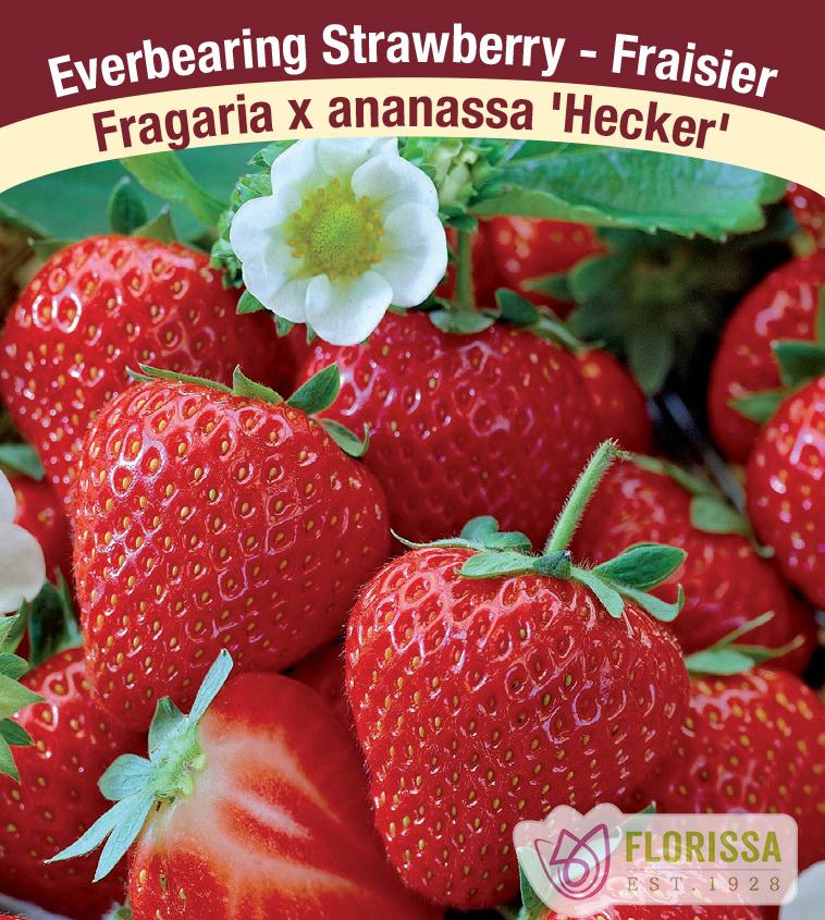 Strawberry Everbearing - Hecker 1500