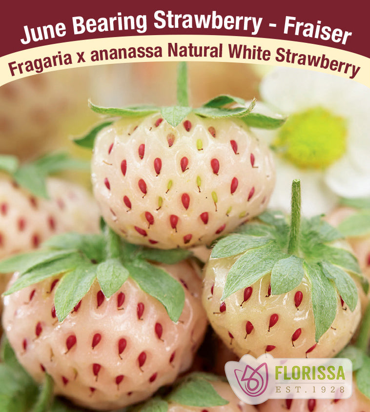 Strawberry Junebearing - Natural White Retail