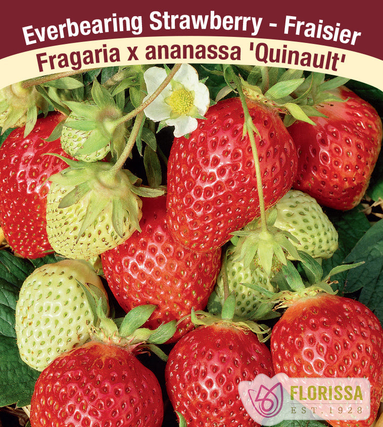 Strawberry Everbearing - Quinault Retail