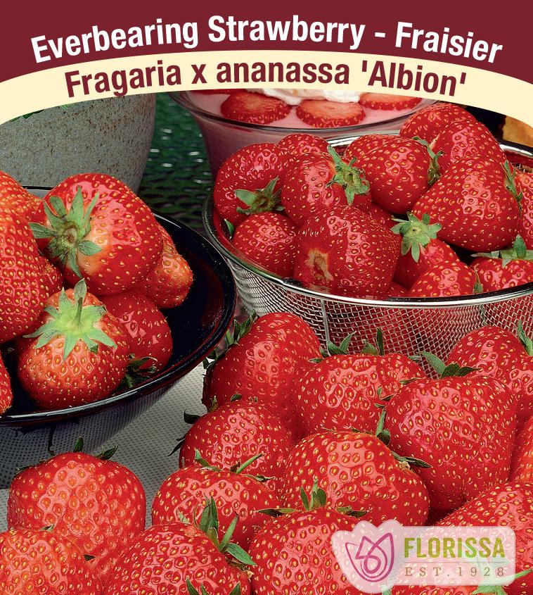 Strawberry Everbearing - Albion Bulk 250