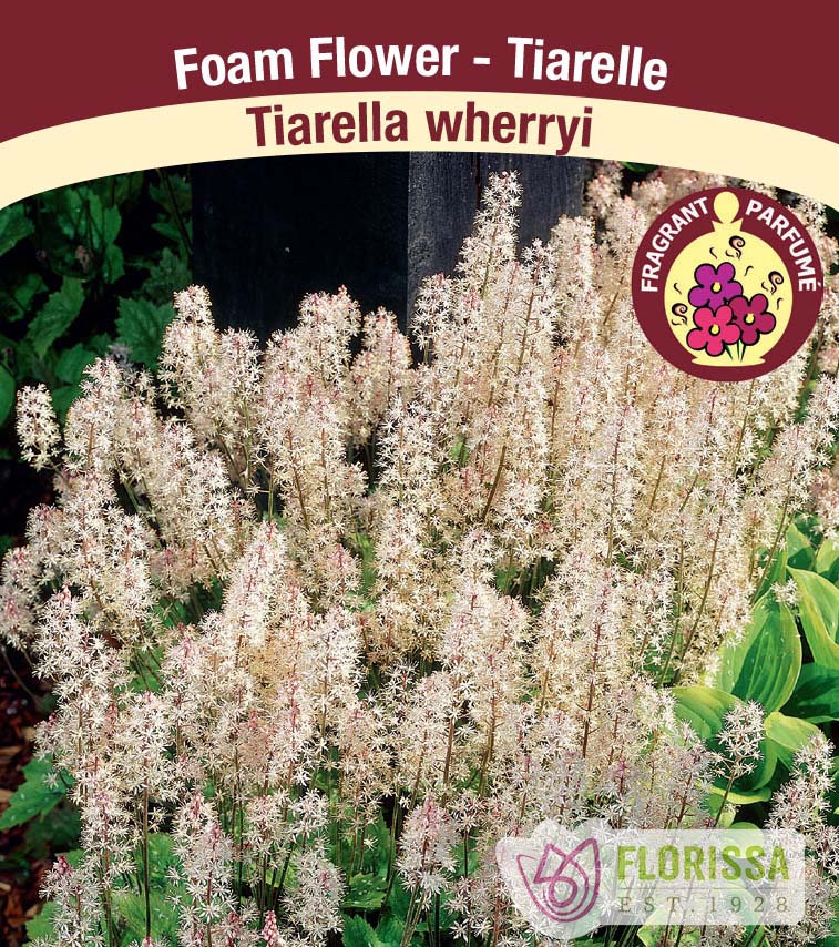 Tiarella - wherryi