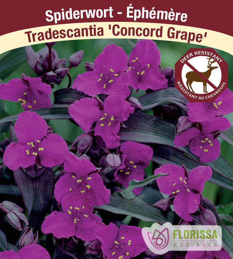 Tradescantia - and. Concord Grape
