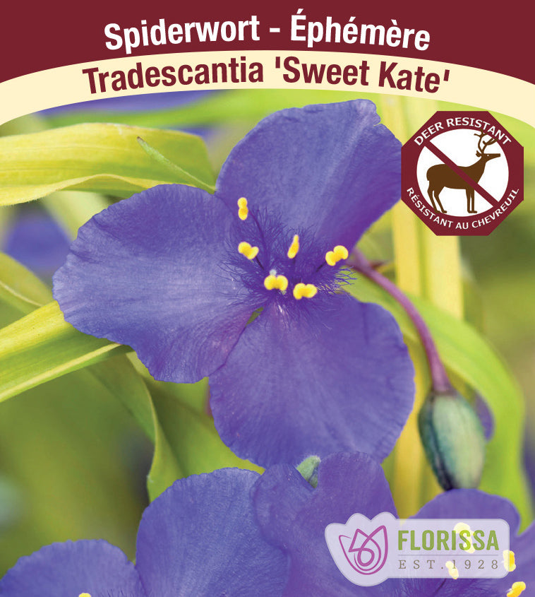 Tradescantia - and. Sweet Kate