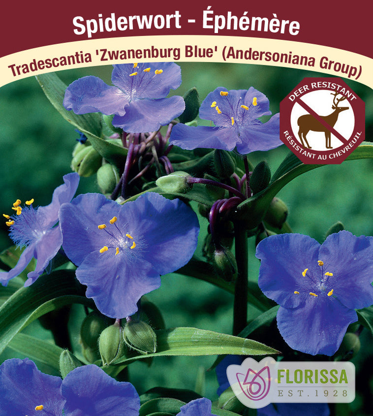 Tradescantia - and. Zwanenburg Blue