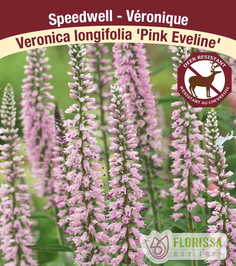 Veronica - longifolia Pink Eveline