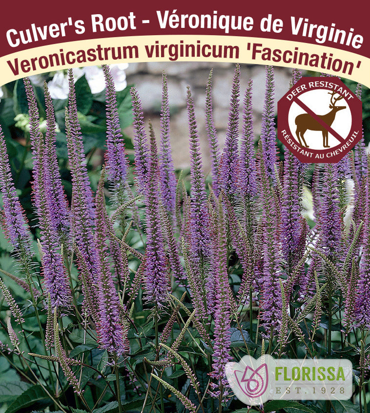 Veronicastrum - virginicum Fascination