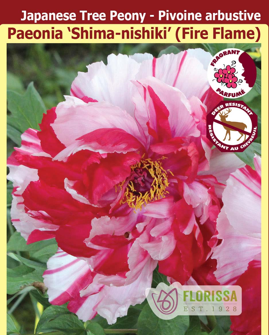 Paeonia Suffruticosa - Shima-nishiki