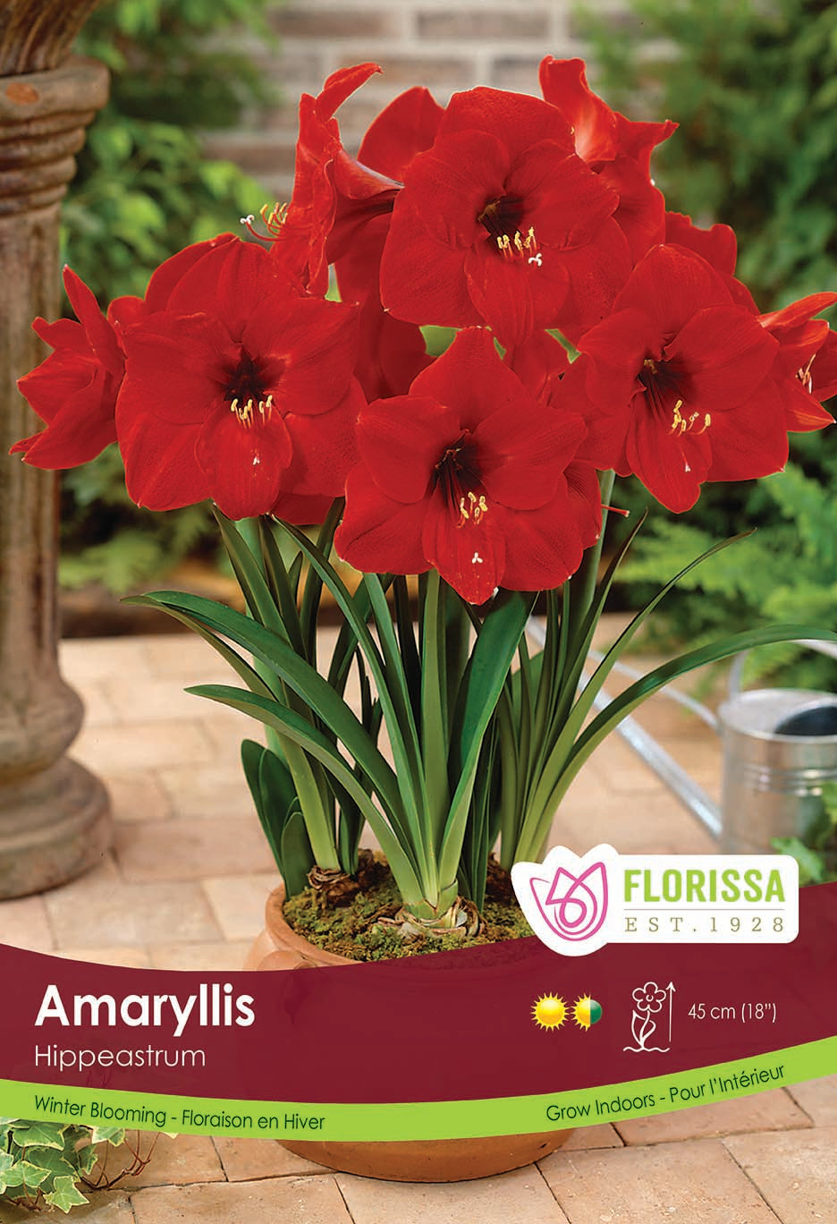 Amaryllis Poster Board