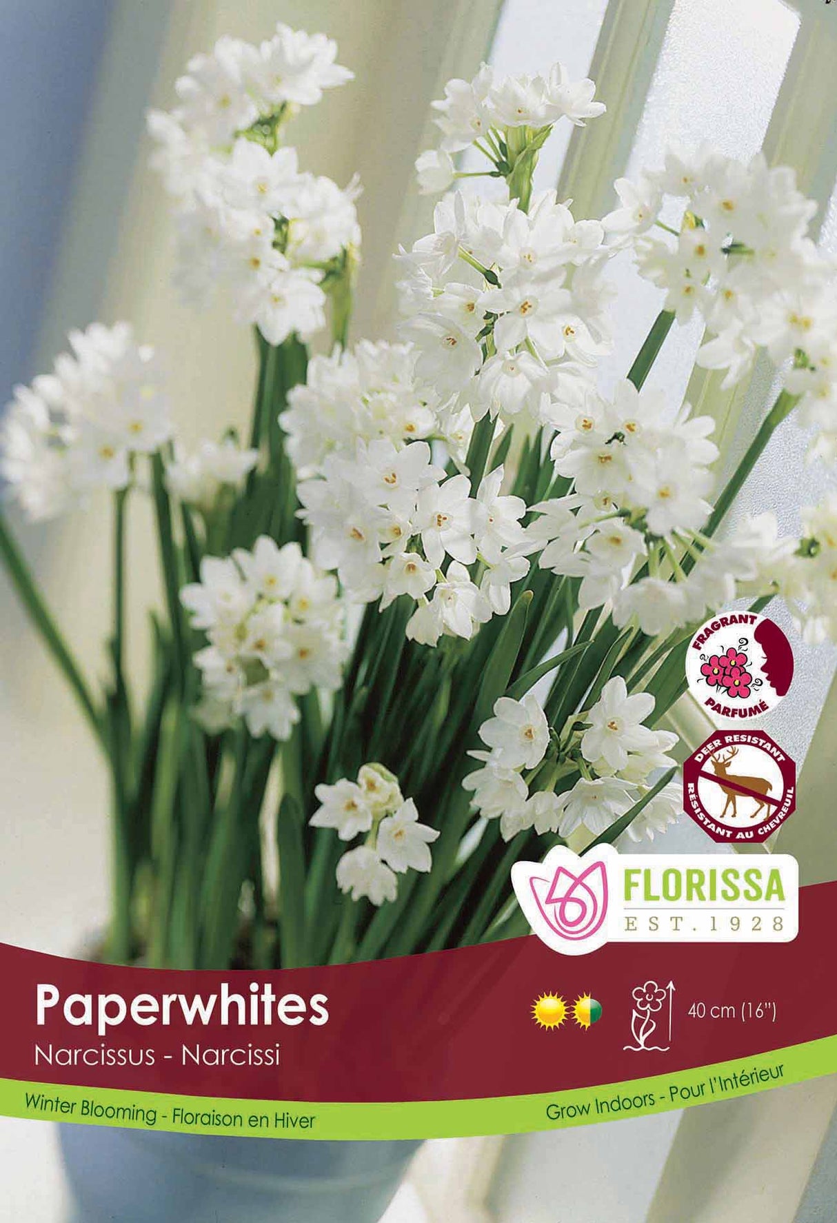 Narcissus Paperwhite Poster Board